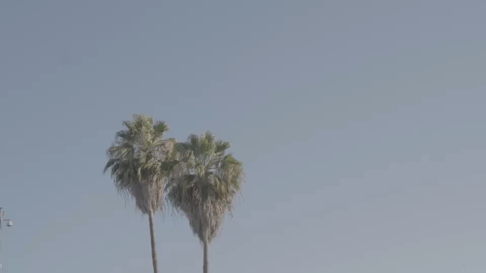 Two palm trees against a clear Los Angeles sky